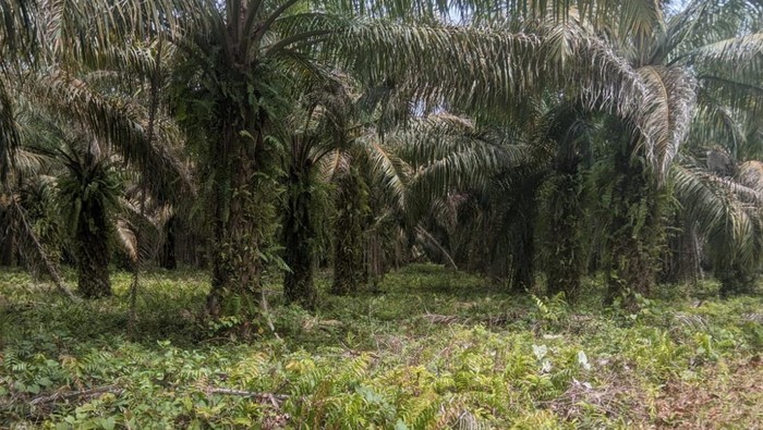 Pemprov Sulsel Jelaskan Status Lahan Lokasi Pembangunan Markas TNI di Lutra