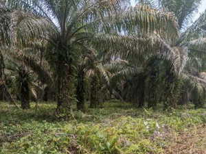 Pemprov Sulsel Jelaskan Status Lahan Lokasi Pembangunan Markas TNI di Lutra