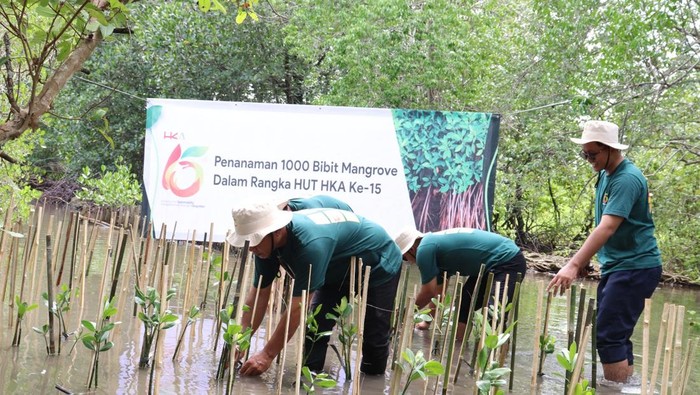 HUT ke-15, HKA Tol Bakter Tanam Seribu Bibit Mangrove di Lampung Selatan