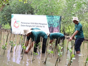 HUT ke-15, HKA Tol Bakter Tanam Seribu Bibit Mangrove di Lampung Selatan