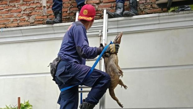 Petugas Damkar Ciamis berhasil mengevakuasi biawak yang masuk ke dalam rumah warga. Petugas Damkar Ciamis berhasil mengevakuasi biawak yang masuk ke dalam rumah warga.