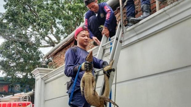 Petugas Damkar Ciamis berhasil mengevakuasi biawak yang masuk ke dalam rumah warga. Petugas Damkar Ciamis berhasil mengevakuasi biawak yang masuk ke dalam rumah warga.