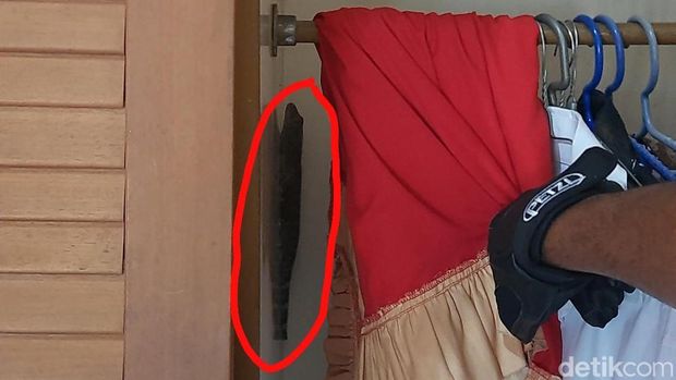 Petugas Damkar Ciamis Pos WMK Banjarsari berhasil mengevakuasi seekor tokek yang bersembunyi di dalam lemari pakaian warga. Petugas Damkar Ciamis Pos WMK Banjarsari berhasil mengevakuasi seekor tokek yang bersembunyi di dalam lemari pakaian warga.