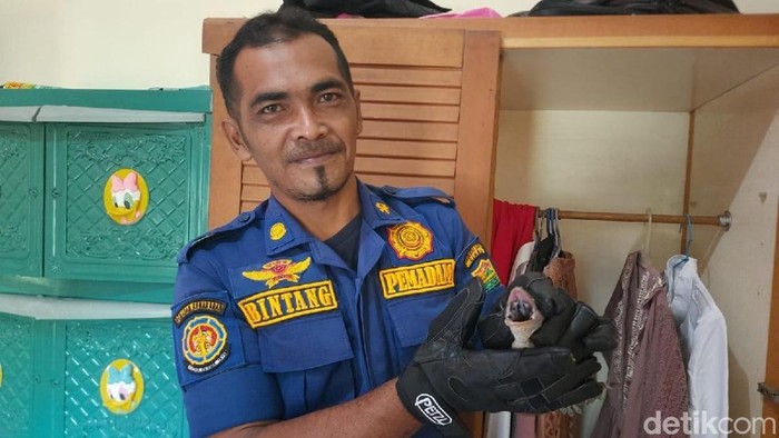 Tokek Besar di Lemari Bikin Pemilik Rumah Takut, Damkar Ciamis Tangani