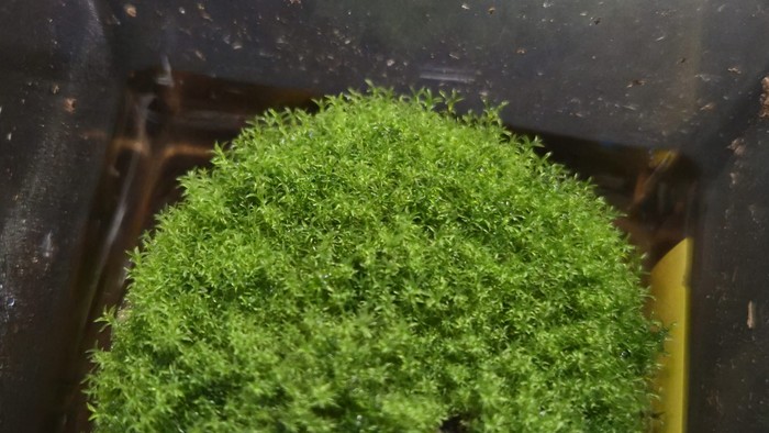 Tumbuhan Ekstrem! Si Hijau Mungil Ini Bisa Tahan 9 Bulan di Luar Angkasa