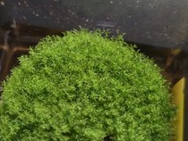 Tumbuhan Ekstrem! Si Hijau Mungil Ini Bisa Tahan 9 Bulan di Luar Angkasa