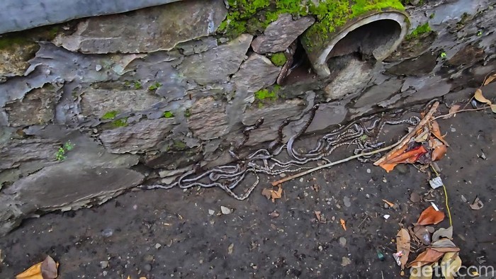 Ngeri! Gorong-gorong di Sukabumi Dihuni 22 Ekor Ular