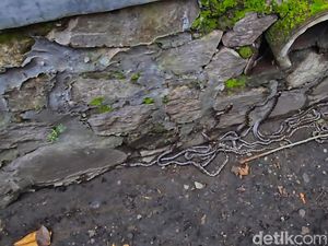 Ngeri! Gorong-gorong di Sukabumi Dihuni 22 Ekor Ular