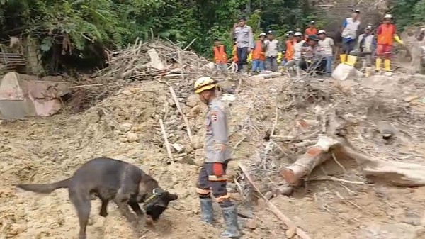 Pencarian Korban Bencana di Sibolga Pakai 4 Anjing Pelacak, Terhambat Hujan