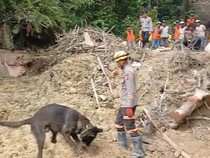 Pencarian Korban Bencana di Sibolga Pakai 4 Anjing Pelacak, Terhambat Hujan