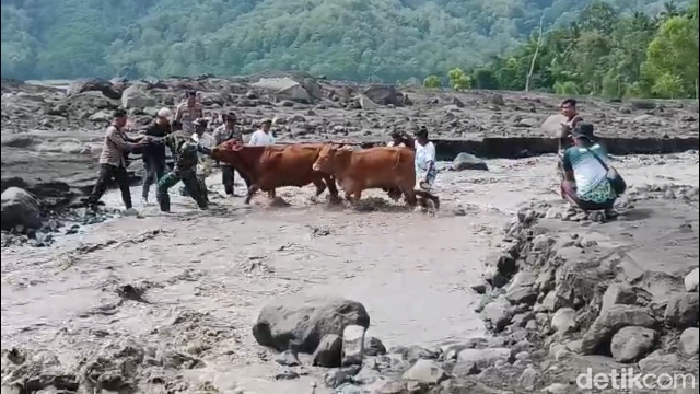 Lahar Semeru Telan 5 Kambing, 276 Ternak Diungsikan ke Kandang Aman