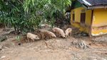 Ternak Warga Terlantar Usai Longsor dan Banjir Bandang di Tapteng