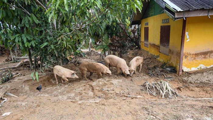Hewan ternak babi mencari makan usai kandangnya hanyut akibat bencana longsor dan banjir bandang di Kelurahan Sipange, Kecamatan Tukka,Tapanuli Tengah, Sumatera Utara, Selasa (9/12/2025). Longsor dan banjir bandang di sejumlah wilayah Tapteng menyebabkan ternak dan peliharaan milik warga terlantar. ANTARA FOTO/Muhammad Adimaja/foc.