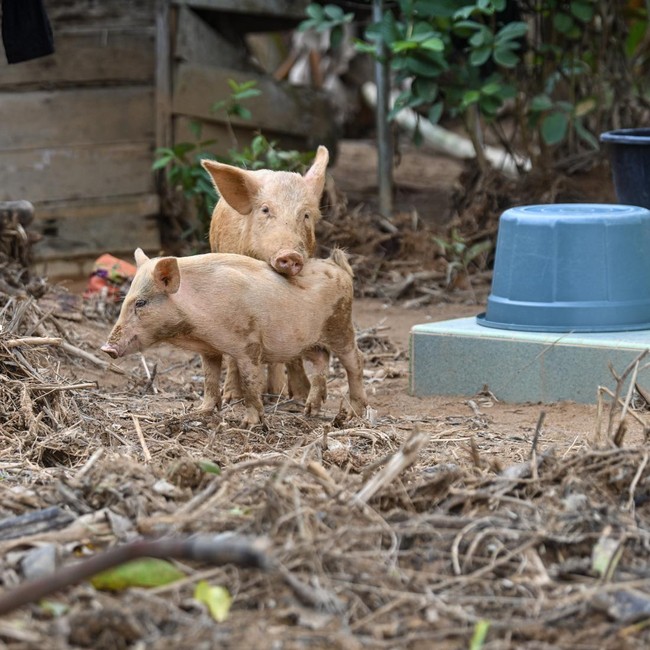 Ternak Warga Terlantar Usai Longsor dan Banjir Bandang di Tapteng
