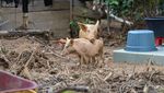 Ternak Warga Terlantar Usai Longsor dan Banjir Bandang di Tapteng