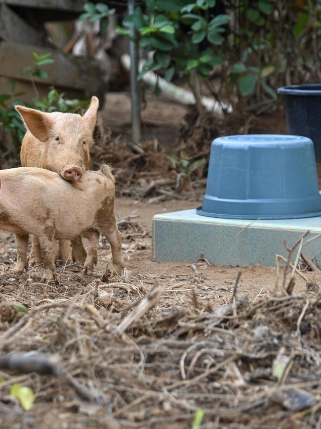 Ternak Warga Terlantar Usai Longsor dan Banjir Bandang di Tapteng