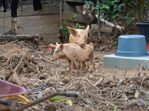 Ternak Warga Terlantar Usai Longsor dan Banjir Bandang di Tapteng