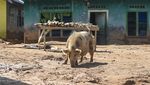 Ternak Warga Terlantar Usai Longsor dan Banjir Bandang di Tapteng