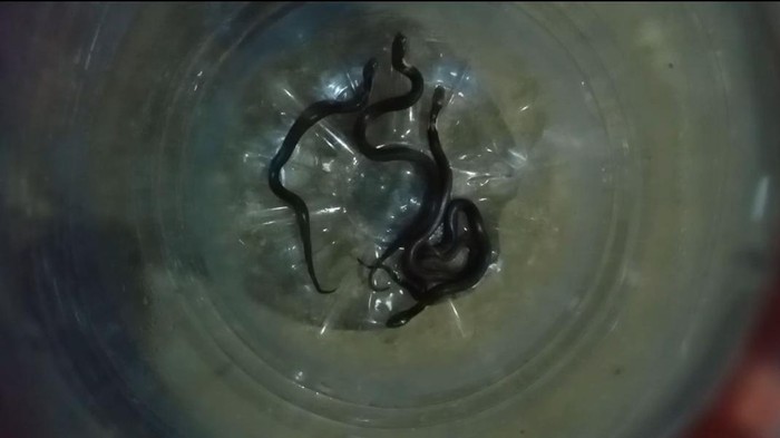 Bayi Kobra Gigit Kambing hingga Mati di Karanganyar