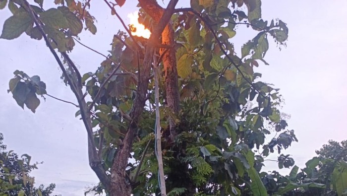 Damkar Satpol PP mengevakuasi sarang lebah hutan di Simo, Boyolali, Selasa (9/12/2025).