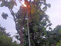 Dikeroyok Tawon Hutan, Pasutri Boyolali Opname-2 Kambingnya Tewas