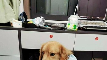 Anjing Seperti Manusia Jongkok. Foto ini terlihat seperti seseorang mengenakan hoodie dan jongkok di bawah meja—padahal itu hanya seekor anjing yang dibalut handuk. Foto: Boredpanda