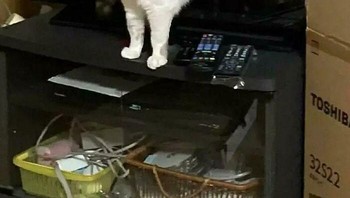 Kucing muncul dari dalam TV. Foto: Boredpanda