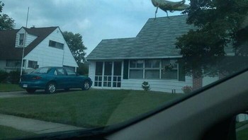 Belalang Raksasa di Atas Rumah. Sekilas tampak ada belalang berukuran monster bertengger di atap rumah, namun itu hanyalah belalang kecil yang menempel di kaca mobil.Foto: Boredpanda