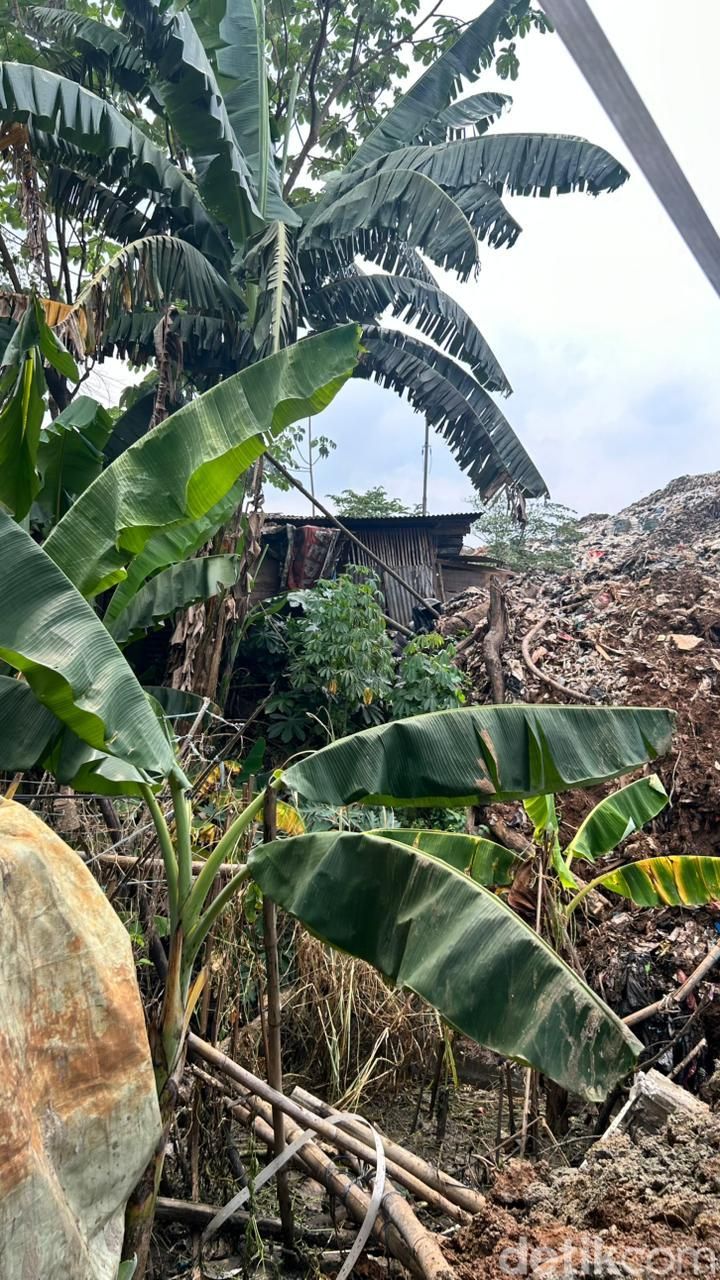 Gunungan sampah TPA Cipeucang di belakang rumah warga sekitar Gunungan sampah TPA Cipeucang di belakang rumah warga sekitar