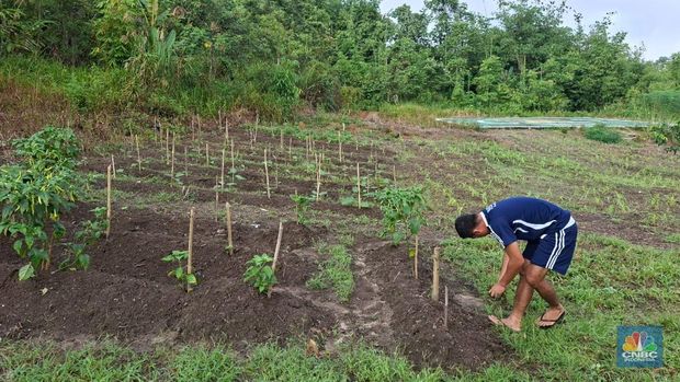 Kegiatan Mendukung Ketahanan Pangan Oleh Prajurit Pos Mangkau