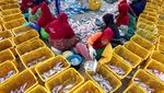 Nelayan Pantura Tuban Kini Terlindungi Program Jaminan Sosial Ketenagakerjaan