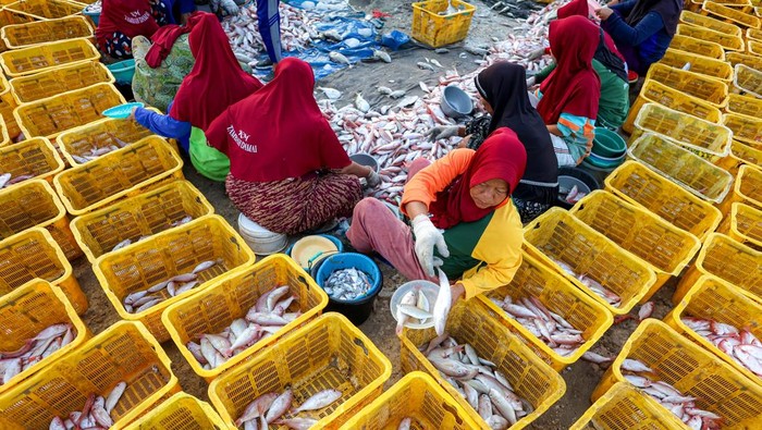 Sejumlah pekerja memindahkan ikan dari kapal menuju tempat pelelangan ikan di TPI Palang, Tuban, Jawa Timur, Rabu (10/12/2025). Pemda dan Penyelenggara Jaminan Sosial Ketenagakerjaan setempat menyepakati memberikan perlindungan lewat program jaminan sosial ketenagakerjaan kepada ribuan nelayan di kawasan itu guna mengurangi resiko kecelakaan kerja di laut. ANTARA FOTO/Muhammad Mada