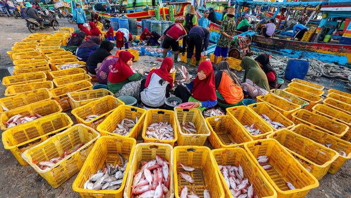 Sejumlah pekerja memindahkan ikan dari kapal menuju tempat pelelangan ikan di TPI Palang, Tuban, Jawa Timur, Rabu (10/12/2025). Pemda dan Penyelenggara Jaminan Sosial Ketenagakerjaan setempat menyepakati memberikan perlindungan lewat program jaminan sosial ketenagakerjaan kepada ribuan nelayan di kawasan itu guna mengurangi resiko kecelakaan kerja di laut. ANTARA FOTO/Muhammad Mada