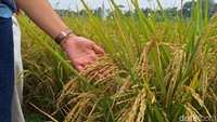 Beras Rp 30.000/Kg dari Karawang Diklaim Bisa Turunkan Stunting, Panen 3 Kali!