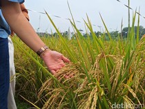 Beras Rp 30.000/Kg dari Karawang Diklaim Bisa Turunkan Stunting, Panen 3 Kali!