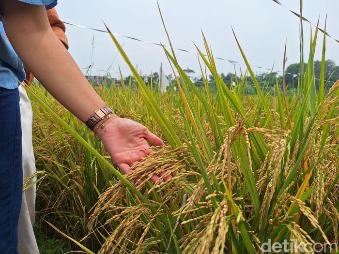 Beras Rp 30.000/Kg dari Karawang Diklaim Bisa Turunkan Stunting, Panen 3 Kali!