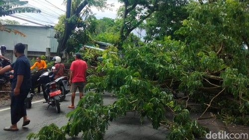 Pohon tumbang hujan deras yang menyebabkan arus lalu lintas macet di Dusun Letok, Desa Rumbuk Timur, Kecamatan Sakra, Lombok Timur, NTB. Rabu (10/12/2025). (Dok Warga/Muhtadun)