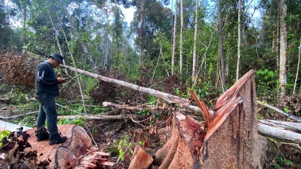 Polres Inhu membongkar 300 kubik kayu hasil illegal logging, Jumat (5/12/2025).