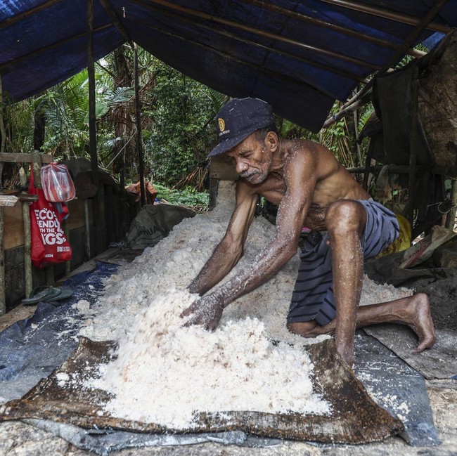 Tradisi Sagu di Maluku Tengah Tetap Bertahan, Jadi Sumber Pangan Warga
