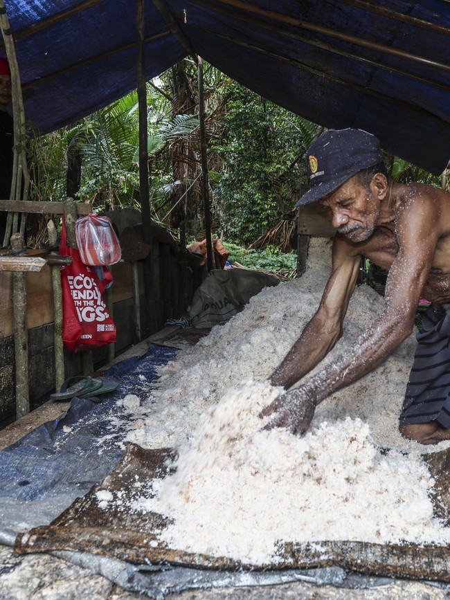 Tradisi Sagu di Maluku Tengah Tetap Bertahan, Jadi Sumber Pangan Warga