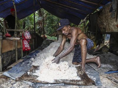 Tradisi Sagu di Maluku Tengah Tetap Bertahan, Jadi Sumber Pangan Warga