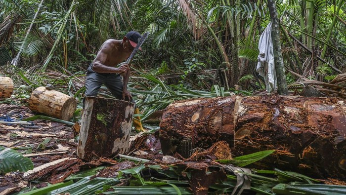 Pekerja membelah batangan sagu untuk diparut di Desa Sepa, Kabupaten Maluku Tengah, Provinsi Maluku, Rabu (10/12/2025). Mayoritas warga Maluku masih mengolah sagu dengan cara tradisional dengan proses pengendapan selama tiga hari yang hasilnya dijual ke Pasar Binaya Masohi dan luar provinsi dengan harga Rp100 ribu hingga Rp150 per karung sebagai makanan pengganti nasi atau olahan lainnya. ANTARA FOTO/Andri Saputra