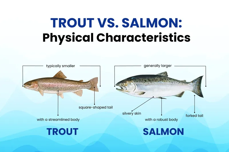 salmon vs trout salmon vs trout