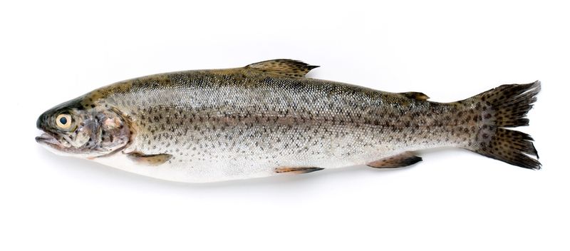 salmon vs trout salmon vs trout