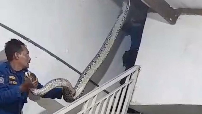 Hiii.. Ular Piton 5 Meter Nginap di Rumah Warga Manyar Gresik