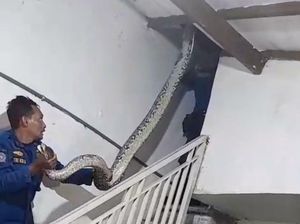 Penampakan Piton 5 Meter yang Mangsa Kucing Warga Manyar Gresik