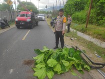 Pemotor Tewas Usai Tabrakan dengan Truk di Bone Bolango