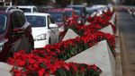Bunga Poinsettia Bermekaran Semarakkan Natal di Meksiko