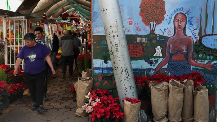 Poinsettia plants, also known as 