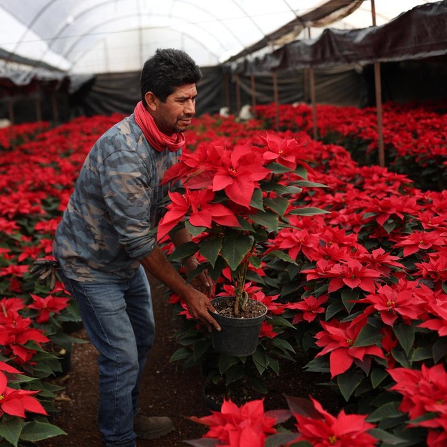 Bunga Poinsettia Bermekaran Semarakkan Natal di Meksiko